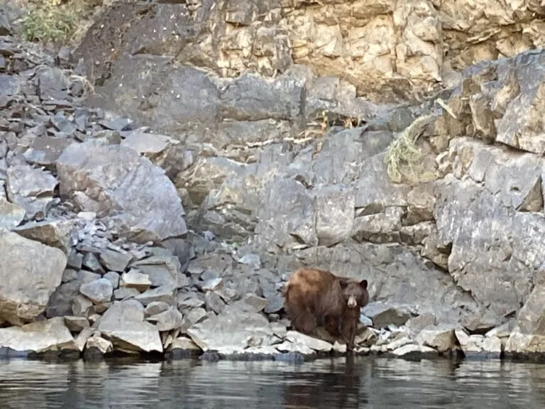 Large brown bear standing on the rocks next to a calm river. Large rock wall in the background.