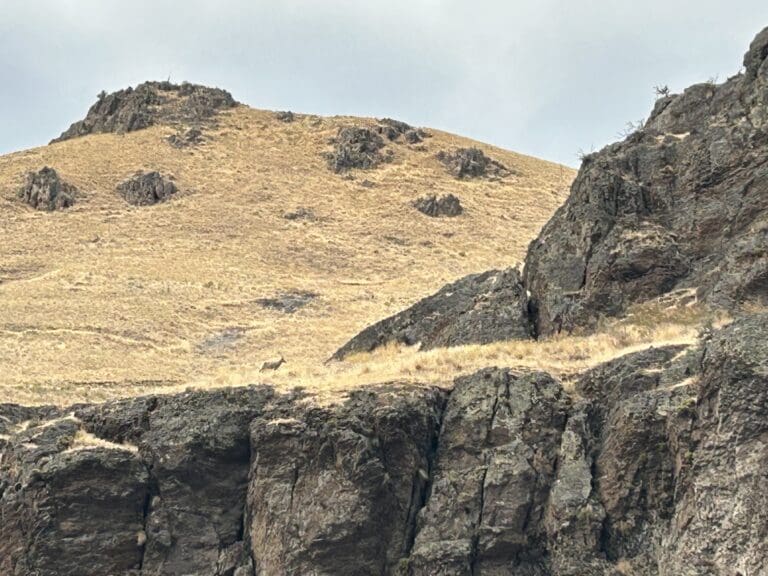 A sheep off in the distance walking in the dry grass on top of a rock cliff.