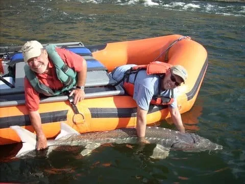 Two men in a rafting boat leaning over the boat holding a very large fish that is still partially in the river.