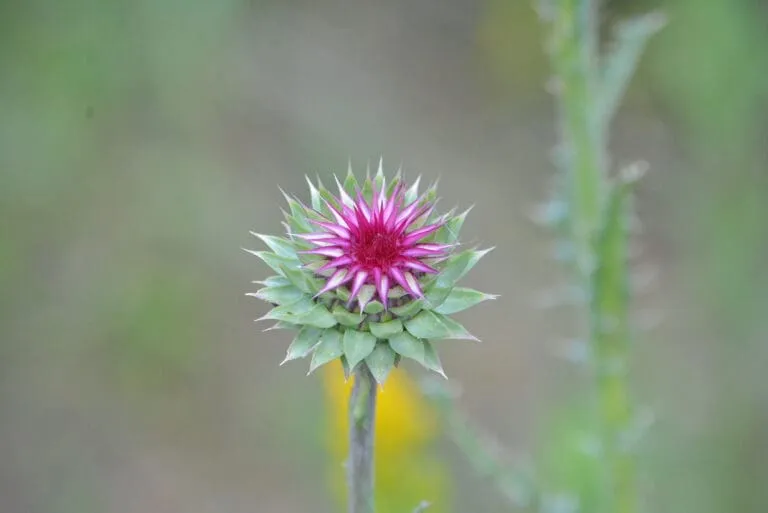 A close up of a flowering succulent, pink flower in the middle with green thorny leaves around.