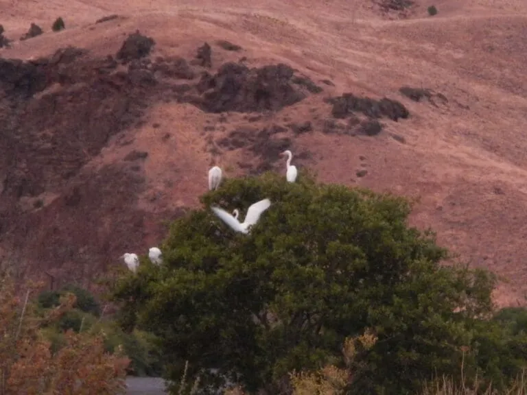 Four white cranes sitting in a green tree. A white sheep in walking up the rocky mountain behind them.
