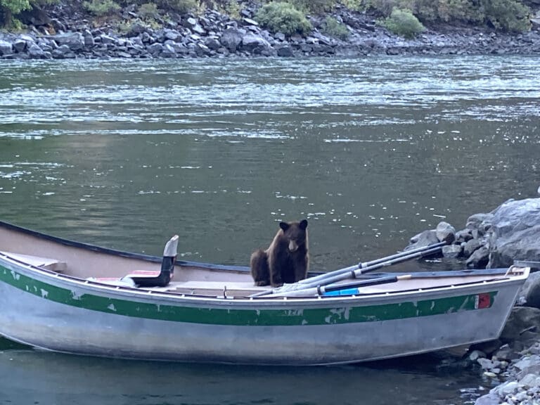 Bear White Water Rafting