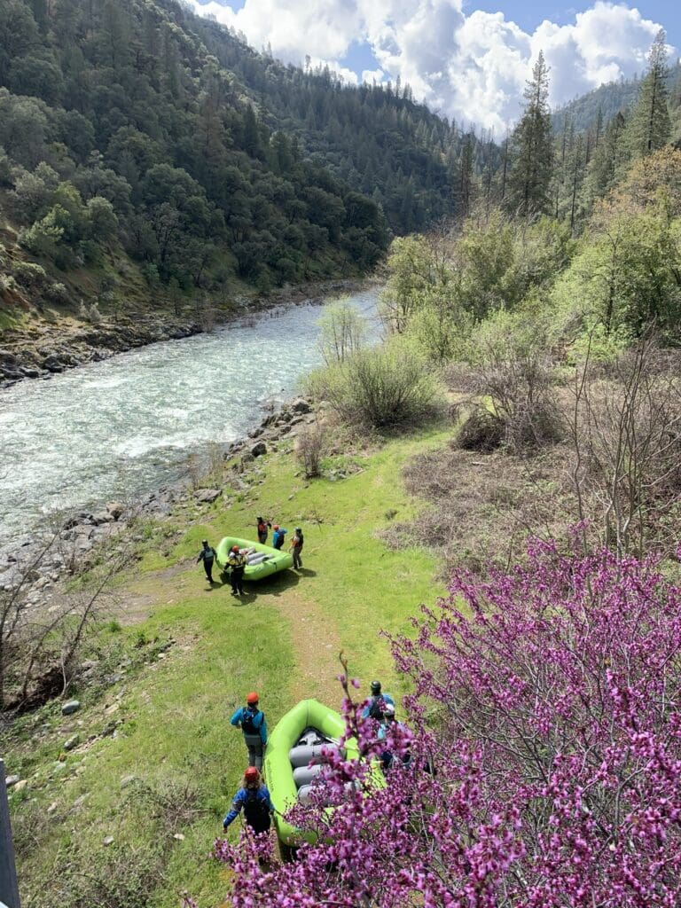 Overhead view of two groups carrying rafting boats toward a river. A beautiful pink blooming tree in the foreground and green grass and trees in the background.