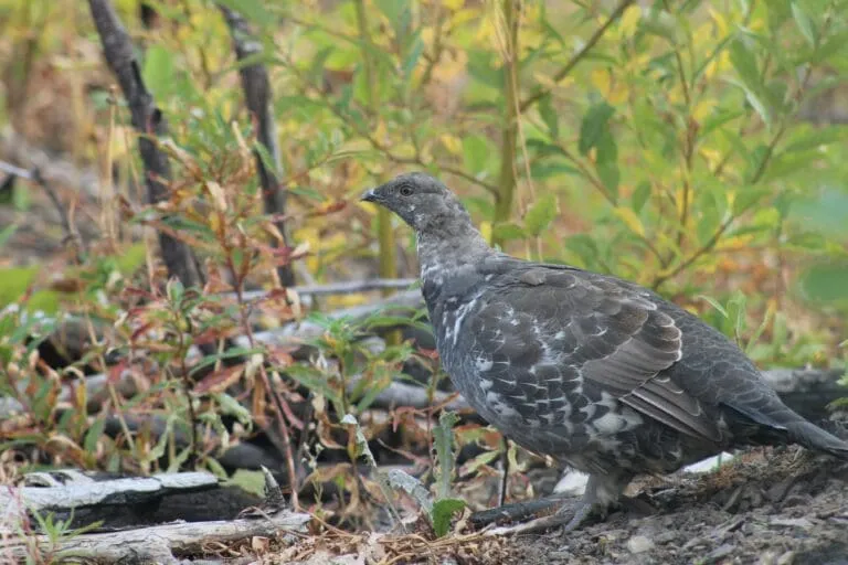 A close up of a grouse with green trees in the background.