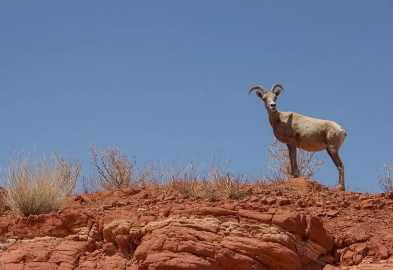 A long horned sheep standing on top of a red rock cliff.