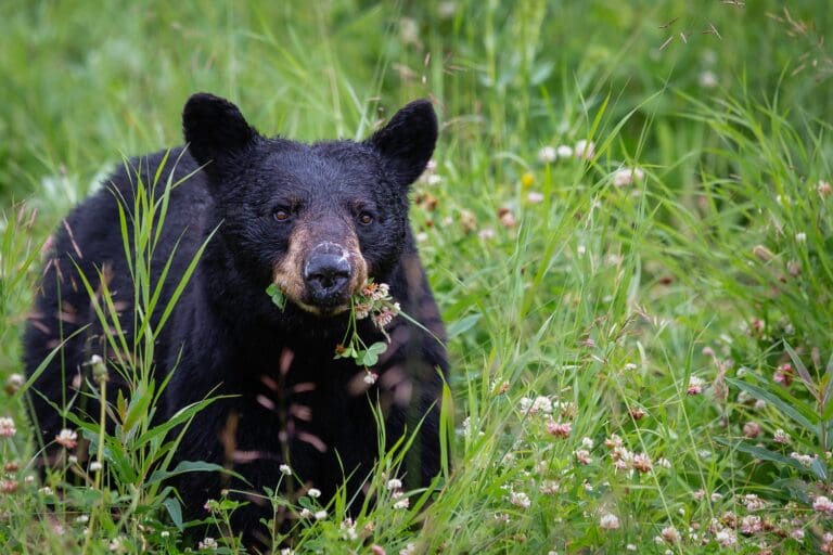 A black bear walks through green grass while eating pink blossoms.