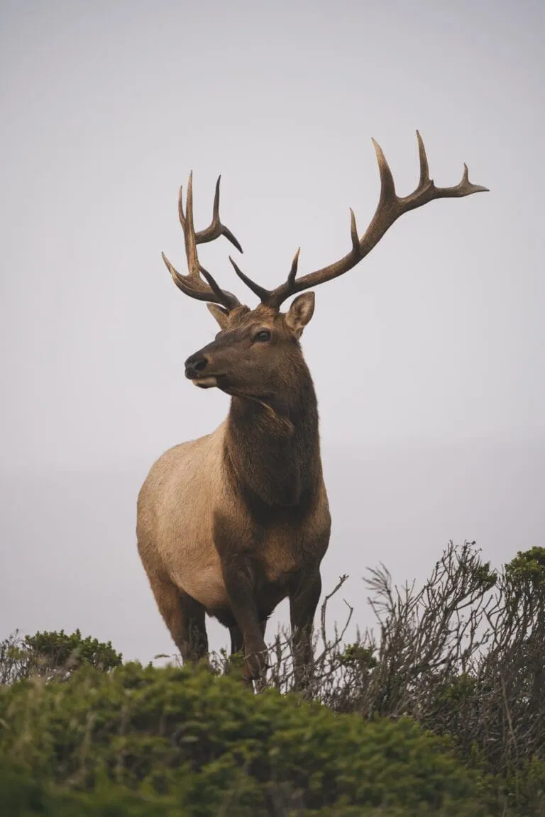 A buck with large antlers stands on green shrubs looking off into the distance.