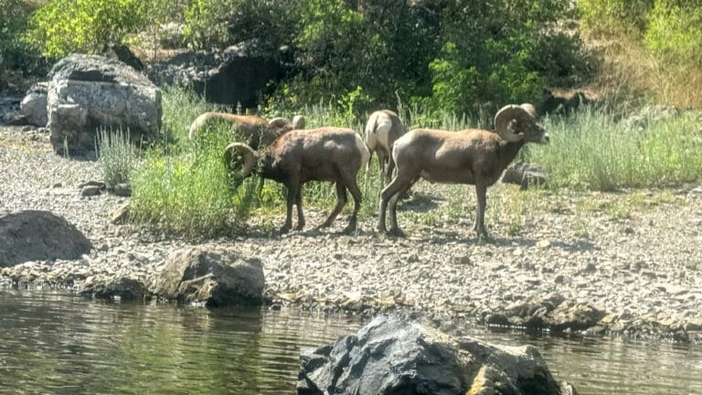 A few long horned sheep walking on small rocks next to a river. They are eating green grass next to large rocks and shrubs.