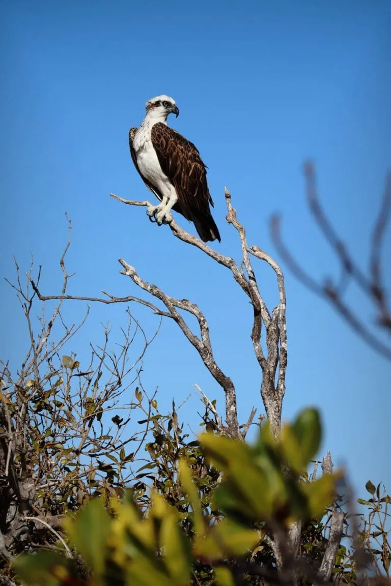 A young eagle perched on a branch at the top of a green shrub.