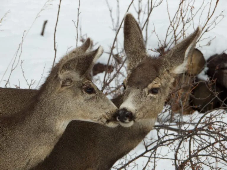 Two deer touching noses together with baron branches and snow in the background.