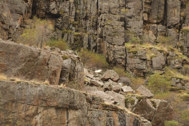 Two white goats off in the distance on a large rock face.