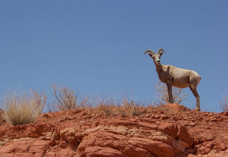 A long horned sheep standing on top of a red rock cliff.