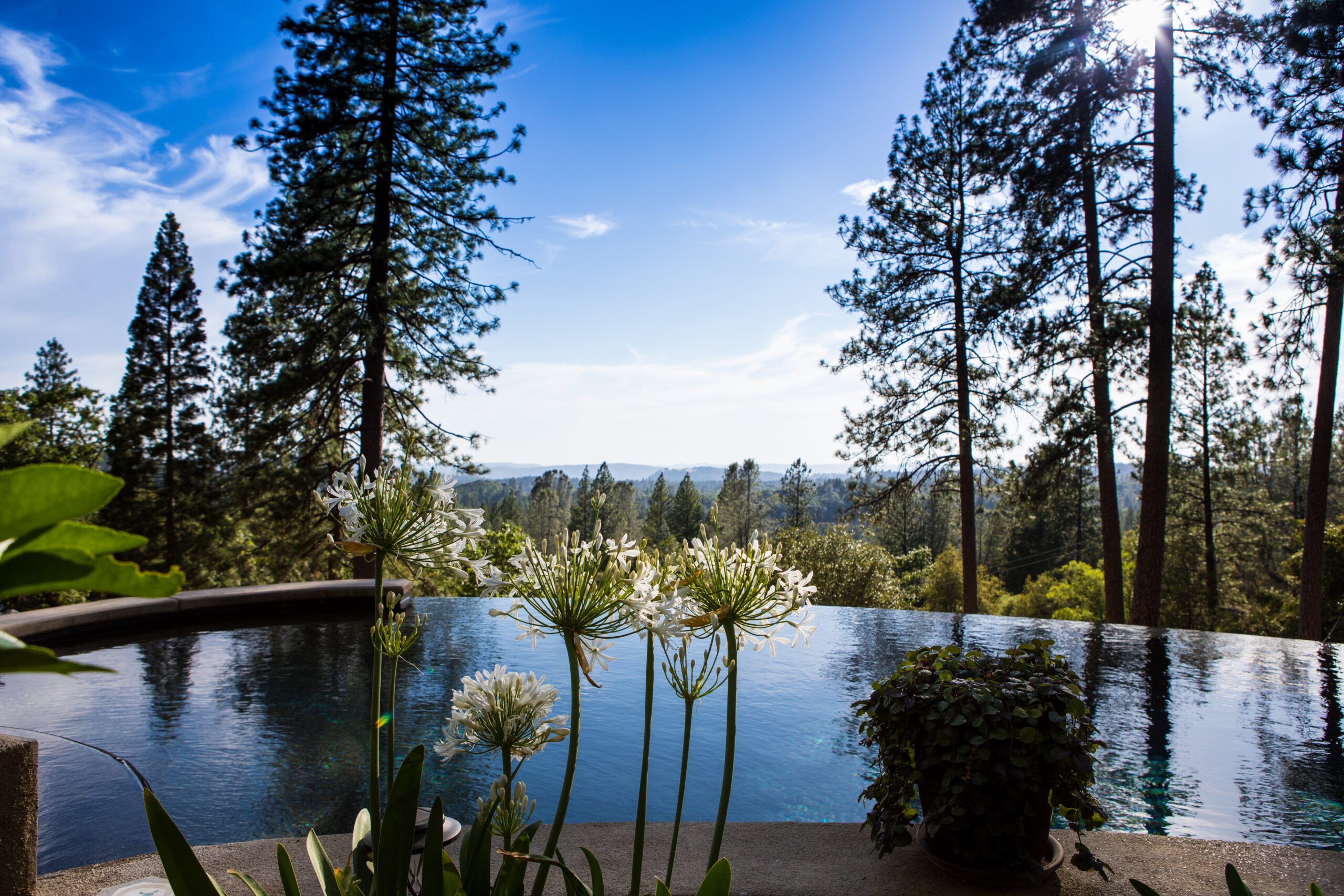 White agapanthus flowers in front of an infinity pool overlooking a forested mountain valley with tall pines and blue sky